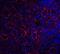 TNF Receptor Superfamily Member 13C antibody, NBP1-77234, Novus Biologicals, Immunofluorescence image 