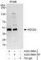 Programmed cell death protein 2 antibody, A303-598A, Bethyl Labs, Immunoprecipitation image 