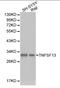 TNF Superfamily Member 13 antibody, LS-C192499, Lifespan Biosciences, Western Blot image 