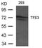 Transcription Factor Binding To IGHM Enhancer 3 antibody, GTX50738, GeneTex, Western Blot image 