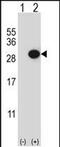 Collagen Triple Helix Repeat Containing 1 antibody, PA5-49638, Invitrogen Antibodies, Western Blot image 