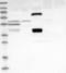 Scm Polycomb Group Protein Like 1 antibody, NBP1-85909, Novus Biologicals, Western Blot image 