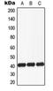 Fucosyltransferase 3 (Lewis Blood Group) antibody, orb213954, Biorbyt, Western Blot image 