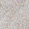 Alkaline Phosphatase, Biomineralization Associated antibody, NBP1-91660, Novus Biologicals, Immunohistochemistry paraffin image 