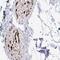 Gliomedin antibody, NBP2-38873, Novus Biologicals, Immunohistochemistry frozen image 