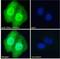 Homeobox protein Nkx-2.5 antibody, NBP1-51953, Novus Biologicals, Immunofluorescence image 