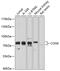 Component Of Oligomeric Golgi Complex 6 antibody, 13-577, ProSci, Western Blot image 