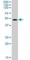 Small ArfGAP 1 antibody, H00060682-B01P, Novus Biologicals, Western Blot image 