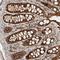 Eukaryotic Translation Initiation Factor 2B Subunit Gamma antibody, HPA024213, Atlas Antibodies, Immunohistochemistry frozen image 