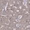 WD Repeat Domain 59 antibody, NBP2-57508, Novus Biologicals, Immunohistochemistry paraffin image 