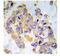 Insulin Receptor Substrate 1 antibody, GTX79033, GeneTex, Immunohistochemistry paraffin image 