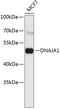 DnaJ Heat Shock Protein Family (Hsp40) Member A1 antibody, 19-212, ProSci, Western Blot image 