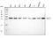 Brain Expressed X-Linked 3 antibody, A09675-2, Boster Biological Technology, Western Blot image 