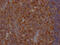 FAS antibody, CSB-RA252392A0HU, Cusabio, Immunohistochemistry frozen image 