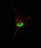 hTERT antibody, abx027802, Abbexa, Immunofluorescence image 