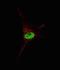 Telomerase Reverse Transcriptase antibody, abx027802, Abbexa, Immunofluorescence image 