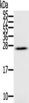 Interferon Lambda 3 antibody, TA350088, Origene, Western Blot image 