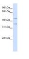 Purinergic Receptor P2Y1 antibody, orb330632, Biorbyt, Western Blot image 