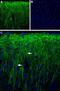 Peroxisomal Biogenesis Factor 5 Like antibody, GTX16934, GeneTex, Immunohistochemistry frozen image 