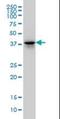 Family With Sequence Similarity 50 Member A antibody, orb89745, Biorbyt, Western Blot image 