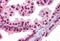 Forkhead Box A2 antibody, NB100-1263, Novus Biologicals, Immunohistochemistry frozen image 