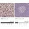 Alanine aminotransferase 2 antibody, NBP2-14072, Novus Biologicals, Immunohistochemistry paraffin image 