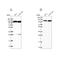 PTGES3L-AARSD1 Readthrough antibody, NBP1-87414, Novus Biologicals, Western Blot image 