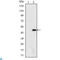 Ataxin 1 antibody, LS-C813986, Lifespan Biosciences, Flow Cytometry image 