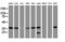 Apurinic/Apyrimidinic Endodeoxyribonuclease 1 antibody, LS-C175242, Lifespan Biosciences, Western Blot image 
