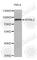 MYB Proto-Oncogene Like 2 antibody, A3310, ABclonal Technology, Western Blot image 