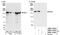 Early Endosome Antigen 1 antibody, NBP1-05962, Novus Biologicals, Western Blot image 