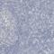 Reticulon 3 antibody, NBP1-88871, Novus Biologicals, Immunohistochemistry paraffin image 