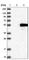 PBX Homeobox 1 antibody, HPA003881, Atlas Antibodies, Western Blot image 
