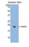 Retinol Binding Protein 2 antibody, LS-C296236, Lifespan Biosciences, Western Blot image 