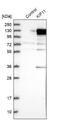 Kinesin Family Member 11 antibody, NBP1-84888, Novus Biologicals, Western Blot image 