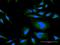 Regulator Of G Protein Signaling 21 antibody, H00431704-B01P, Novus Biologicals, Immunocytochemistry image 