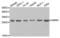 Geminin DNA Replication Inhibitor antibody, LS-C333979, Lifespan Biosciences, Western Blot image 