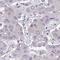 Homeobox A4 antibody, NBP2-32515, Novus Biologicals, Immunohistochemistry frozen image 