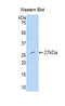 Tissue Factor Pathway Inhibitor 2 antibody, LS-C296662, Lifespan Biosciences, Western Blot image 