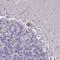 Zinc Finger Protein 333 antibody, NBP1-92623, Novus Biologicals, Immunohistochemistry paraffin image 
