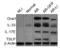 Thymic Stromal Lymphopoietin antibody, A01096-4, Boster Biological Technology, Western Blot image 