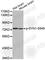 Synapsin I antibody, AP0458, ABclonal Technology, Western Blot image 