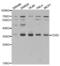 CD82 Molecule antibody, abx001475, Abbexa, Western Blot image 