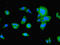 Ubiquitin D antibody, LS-C370507, Lifespan Biosciences, Immunofluorescence image 