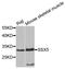 SSX Family Member 5 antibody, STJ110043, St John