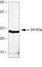 Homeobox B7 antibody, 40-2000, Invitrogen Antibodies, Western Blot image 