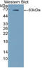 Ephrin B2 antibody, LS-C314976, Lifespan Biosciences, Western Blot image 