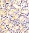 Fructosamine 3 Kinase Related Protein antibody, PA5-72247, Invitrogen Antibodies, Immunohistochemistry frozen image 