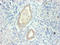 Fatty Acid Binding Protein 3 antibody, LS-C212299, Lifespan Biosciences, Immunocytochemistry image 
