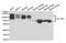 Solute Carrier Family 3 Member 2 antibody, LS-C334231, Lifespan Biosciences, Western Blot image 